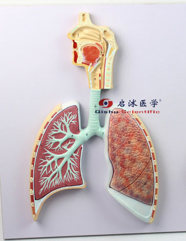 呼吸系統概觀模型